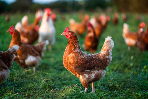 Free-range chickens on a green pasture, representing animal welfare and responsible poultry farming