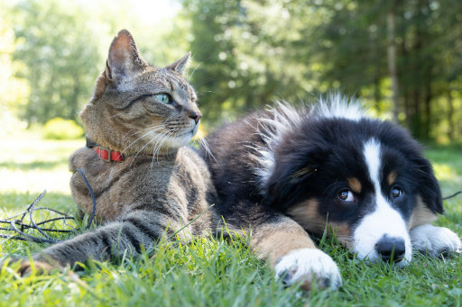 Dog and cat in clean environment representing pet safe disinfectant solutions