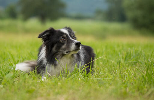 Healthy dog resting on clean grass, representing pet safe disinfectant and hygienic environments for companion animals.