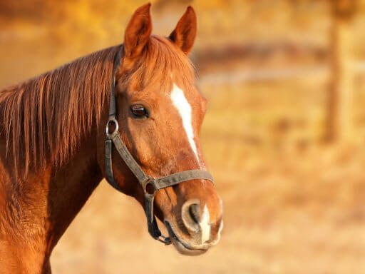 Healthy horse in farm environment