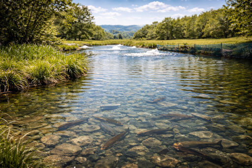 Clear freshwater aquaculture system with healthy fish and clean water as part of professional aquaculture biosecurity management.