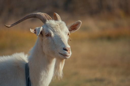 Goat in natural pasture representing dairy solutions and hygiene management in ruminant farming