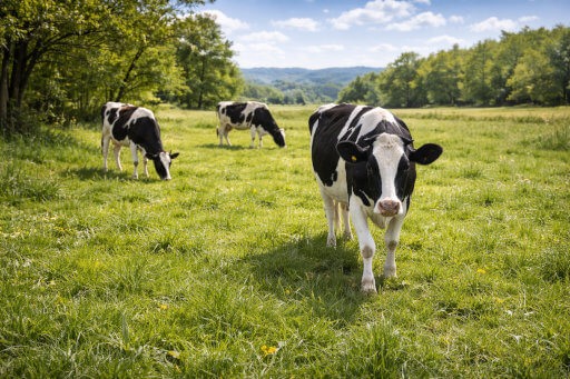Dairy cows grazing on green pasture representing dairy solutions and hygiene management in ruminant farming