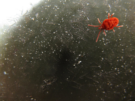 Clean livestock housing with pest control measures supporting farm biosecurity
