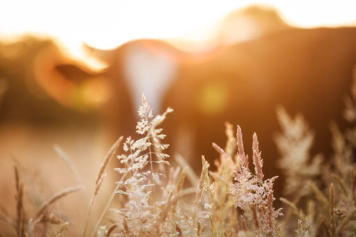 Wild grasses in the foreground with cattle grazing in the background at sunset, representing natural farming and animal welfare