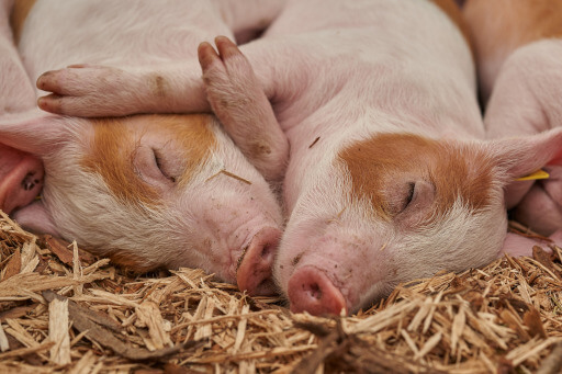 Resting piglets in clean bedding representing animal welfare and hygiene in swine farming