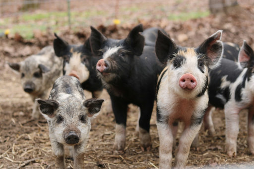 Healthy pigs in outdoor environment representing swine farming biosecurity and animal welfare